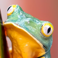 frog-unsplash_head.jpg